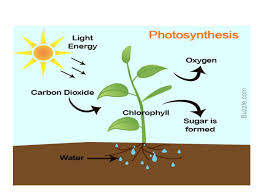 Do plant cells carry photosynthesis. Aim How Do Plant Cells Photosynthesize To Make Food Do Now 1 What Color Do Chloroplasts In Plant Cells Have Why 2 What Is The Purpose Of This Ppt Download