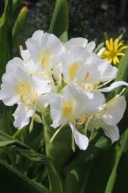 Propagation Bird Of Paradise Rhizome Hedychium Coronarium In 2020 Lily Plants Ginger Flower Fragrant Flowers