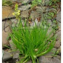 Image result for Raphionacme lanceolata