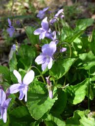 Image result for Rinorea brachypetala