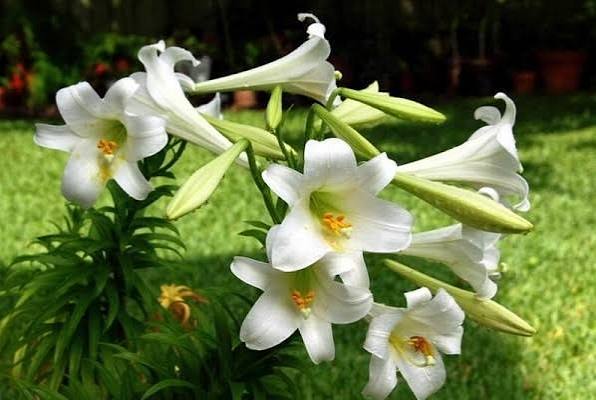 Hoa Huệ: Đặc Điểm, &Yacute; Nghĩa V&agrave; Chăm S&oacute;c Hoa Huệ Đ&uacute;ng C&aacute;ch