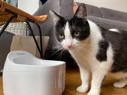 If you notice any changes in your cat's eating and drinking habits, be sure to alert your veterinarian. Why My Cats Love The Dogness Pet Water Fountain Review Popsugar Pets