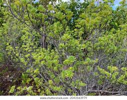 Image result for Suriana maritima