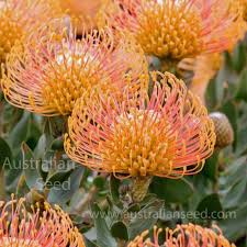 Image result for Leucospermum