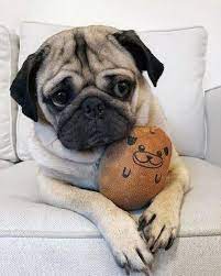 Realistic Doug The Pug Elias Doug The Pug Pugs Cute Dog Pictures