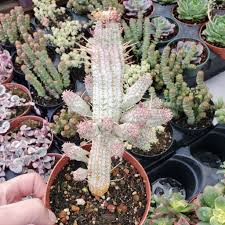 Image result for Euphorbia corniculata
