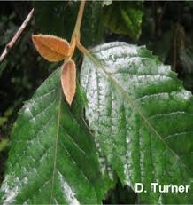 Image result for Curtisia dentata