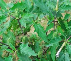 Image result for Datura stramonium