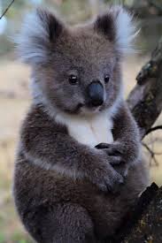 Koala Animal And Cute Image Cute Animals Cute Baby Animals Australian Animals