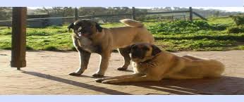 kangal kopegi uretim ciftligi kangal satisi kangal kopegi kopek