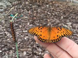 We did not find results for: Gulf Fritillary Caterpillar And Butterfly Butterflies