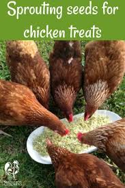 why sprouting seeds mean happy chickens 3 steps to success chicken coop chicken diy chickens backyard