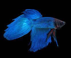 Unsere lieblingsbilder des betta splendens. Siamesischer Kampffisch Betta Splendens Aquariumratgeber De