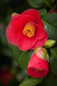 Camellia Japonica Rubra Or Single Red The Wild Form Of The Species Camellia Japonica Found On The Easter Camellia Flower Beautiful Flowers Amazing Flowers
