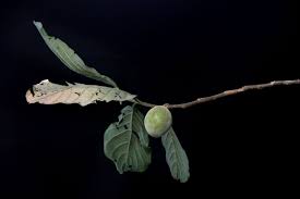 Image result for Metteniusaceae