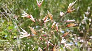 Image result for Avenella flexuosa