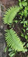 Image result for Dryopteris athamantica
