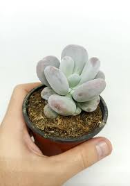 Image result for Oxygonum pachybasis