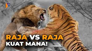 Foto hd elang vs harimau : Harimau Siberia Lawan Beruang Grizzly Siapa Menang Atau Kalah Youtube
