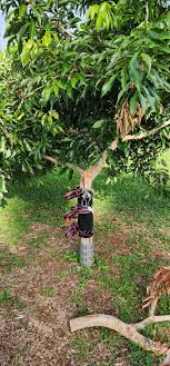 Hawaii Tropical Fruit Growers