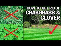 Selective weed killers will kill the majority of weeds while being gentle on the grass. How To Get Rid Of Crabgrass Clover In The Lawn Weed Control Like A Pro Youtube