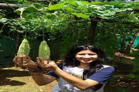 Suitable plants for indian kitchen garden. Kitchen Garden Gaining Popularity In The Cities