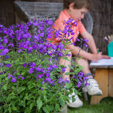 A kingsland, auckland based florist creating beautiful, bespoke bouquets, posies & floral arrangements for all occasions. Go Gardening Helping New Zealand Grow Garden Inspiration Tips And Advice From The Expert