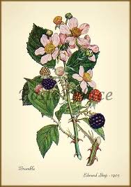 Wild raspberry (rubus calycinus) photo by songofjoy delicate raspberries are highly perishable and difficult to ship, making them an expensive treat if flowers give way to round seed capsules which often persist well into winter. Wild Raspberry Flower Botanical Print Black And White Google Search Botanical Drawings Vintage Botanical Prints Antique Botanical Print