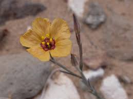 Image result for Linaceae