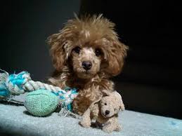 Mini me squeaky breed dog toy: Should I Shave It Poodle Forum Standard Poodle Toy Poodle Miniature Poodle Forum All Poodle Owners Too Poodle Poodle Puppy Toy Poodle Haircut