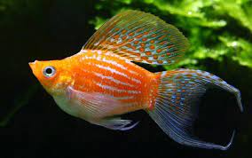 Ikan cupang merupakan ikan hias air tawar terindah yang mempunyai ukuran mini dengan sirip yang sangat besar dan lebar. Aneka Jenis Ikan Hias Air Tawar Terindah Beserta Harganya Blog Unik