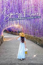 Maybe you would like to learn more about one of these? Spring Flowers In Japan When Where To Go Top Tips