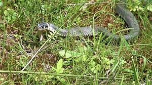 Die schlange biss osorio beim pflanzen im garten seines landhauses in der provinz coclé in die hand. Ringelnatter Im Garten A Snake In The Pond Youtube