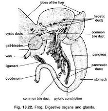 If you get weak water flow when you turn on the faucet, don't assume your water pressure has. Digestive System Of Frog With Diagram Vertebrates Chordata Zoology