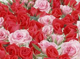 Anime Images Anime Rose Background February 17, 2021 by admin. anime images anime rose background