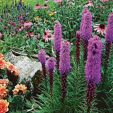 Flowers that stand a few feet in height are treasured by gardeners, especially those desiring the ambiance of a cottage garden or a wildflower garden. Flower Garden English Cottage Garden Purple Flowers Garden Cottage Garden
