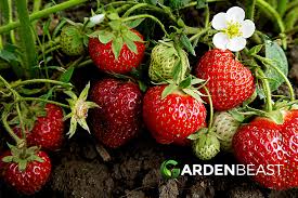 Trust me, one plant can produce more. How To Grow Strawberries Tips For Planting Growing Complete Guide
