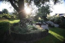 In Den Sommermonaten Schwirren Jeden Abend In Der Dammerung Die Fledermause Um Die Silberweide Und Verschlingen Im Flug Insekten Ein Fa Plants Tree Tree Trunk