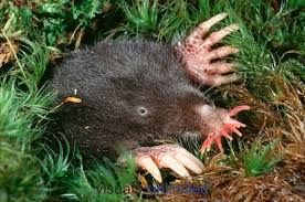 Star Nosed Mole 3 Unusual Animals Weird Animals Weird Animals Vbs