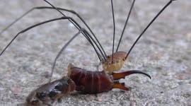 Facts about the brown recluse spider, tarantula, camel spider, wolf spider, black widow spider and many others. Newsflare Camel Spider Crushes Scorpion S Tail