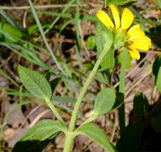 Image result for Aspilia pluriseta