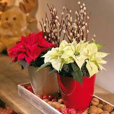 Christmas decorations come in many different colors and patterns, so you can cultivate your unique look this holiday season. Creative Indoor Plants Decors For Christmas New Year