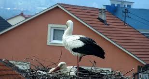 Many celebrities have animals like names. Perko And Perka The Bird Celebrities Who Brought White Storks Back To Montenegro Birdlife Cyprus