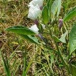 Image result for Astripomoea hyoscyamoides