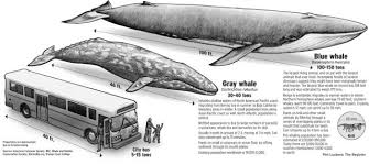 The Largest Animal That S Ever Lived Blue Whale Whale Large Animals