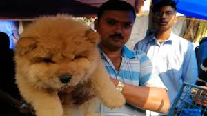 Check spelling or type a new query. Chow Chow Puppy L Galiff Street Pet Market Kolkata Chow Chow Puppy For Sale With Imported Lineage Manaoag Chow Puppies For Sale Puppy Adoption Chow Chow Puppy