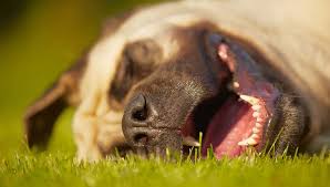 When their eyes are open and they can if your puppy is not breathing after birth then you must clear it's nose and swing it gently. Dog Breathing Hard 30 Reasons Why And What To Do Top Dog Tips
