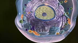 Cellular reproduction in animals certainly. Animal Cell Stock Footage Video 100 Royalty Free 7183237 Shutterstock