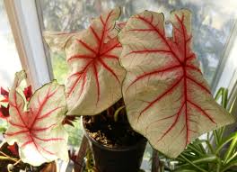 Image result for Caladium