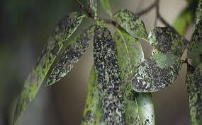 انت وطني ( مدبلج ). Ø§Ù„Ù‡Ù†Ø¯ ØªØ³Ø¬Ù„ Ø¥ØµØ§Ø¨Ø§Øª Ø¬Ø¯ÙŠØ¯Ø© Ø¨Ù€ Ø§Ù„Ø¹ÙÙ† Ø§Ù„Ø£Ø³ÙˆØ¯ Ø³ÙŠØ§Ø³Ø© Ø£Ø®Ø¨Ø§Ø± Ø§Ù„Ø¥Ù…Ø§Ø±Ø§Øª Ø§Ù„ÙŠÙˆÙ…